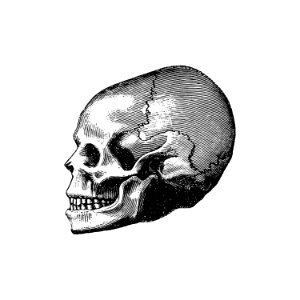 Vintage Victorian style skull engraving.
