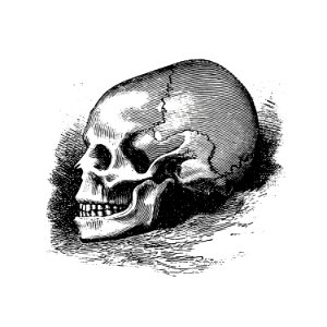 Vintage Victorian style skull engraving.