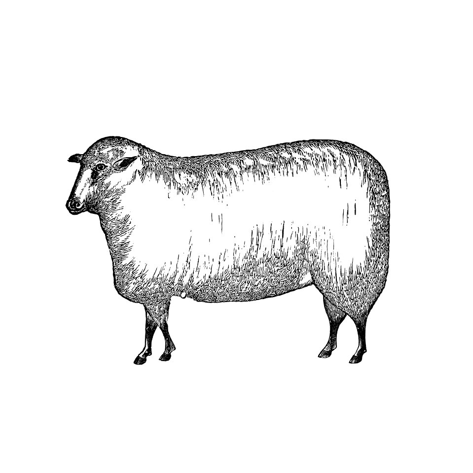 Vintage European style livestock sheep engraving from Columbus, Ohio by Jacob H. Studer (1873).