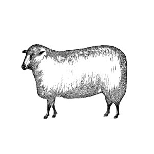 Vintage European style livestock sheep engraving from Columbus, Ohio by Jacob H. Studer (1873).
