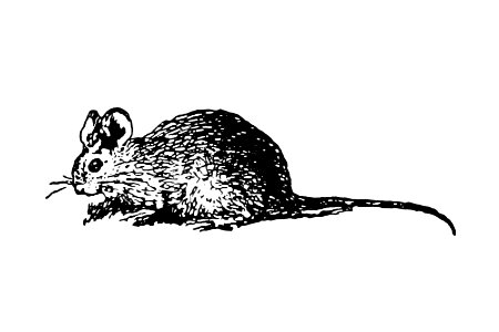 Vintage European style mouse engraving from Messia by Ll.D. Samuel Johnson (1709–1784).. Free illustration for personal and commercial use.