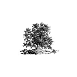 Vintage European style tree illustration from The Pleasures of Hope, With Other Poems by Thomas Campbell (1803).. Free illustration for personal and commercial use.
