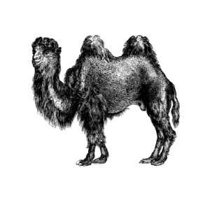 Vintage European style camel engraving from Woodland Romances; or, Fables and Fancies by Clara L. MateìAux (1877).. Free illustration for personal and commercial use.