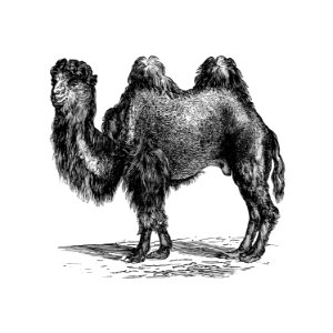 Vintage European style camel engraving from Woodland Romances; or, Fables and Fancies by Clara L. MateìAux (1877).. Free illustration for personal and commercial use.