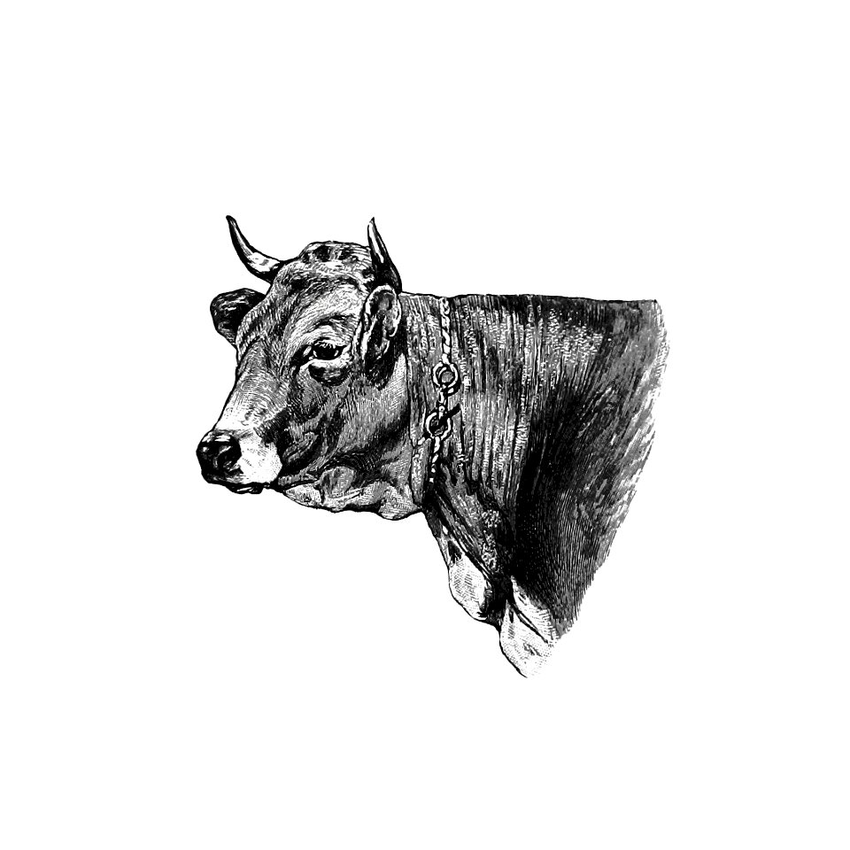 Vintage European style livestock cow engraving from The Austro-Hungarian Monarchy in Word and Picture by Anonymous (1885).