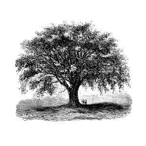 Vintage European style tree illustration from Account of the Centennial Celebration of the Town of West Springfield, Mass by J N Bagg (1874).