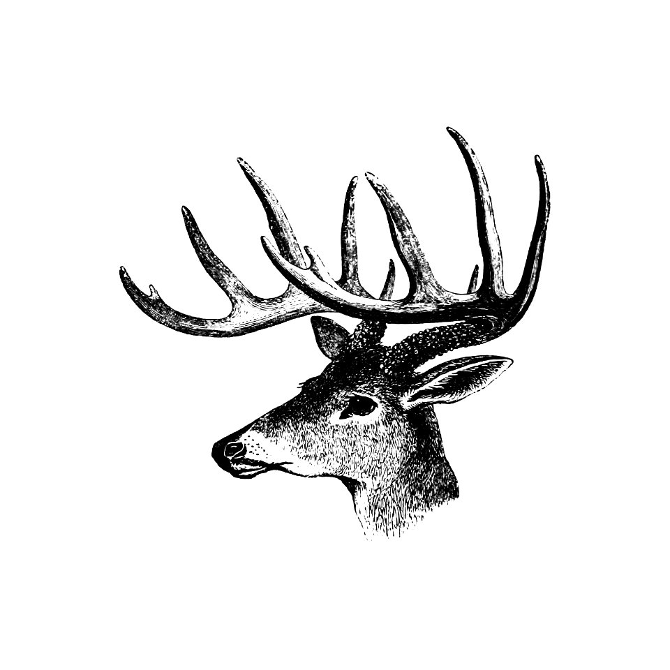 Vintage Victorian style deer with antler engraving.. Free illustration for personal and commercial use.