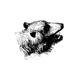 Vintage European style bear engraving from Nimrod in the North, Or, Hunting and Fishing Adventures in the Arctic Regions by Frederick Schwatka (1885).. Free illustration for personal and commercial use.