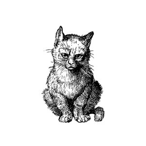 Vintage Victorian style cat engraving.