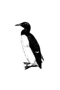 Vintage Victorian style penguin engraving.Original from the British Library.