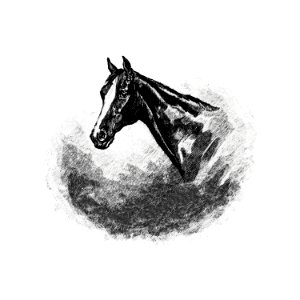 Vintage Victorian style horse head.. Free illustration for personal and commercial use.