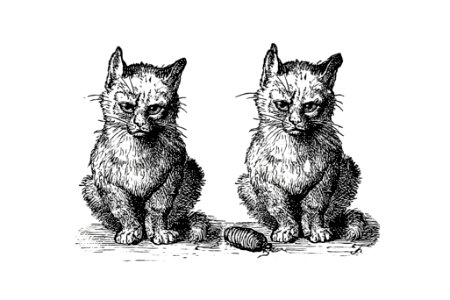 Vintage Victorian style cats engraving.. Free illustration for personal and commercial use.