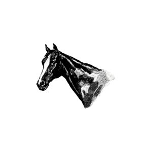 Vintage Victorian style horse head.. Free illustration for personal and commercial use.