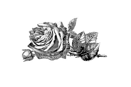 Vintage Victorian style rose engraving.