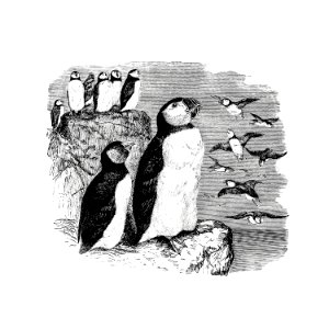 Vintage Victorian style penguins engraving.