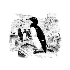 Vintage Victorian style penguins engraving.