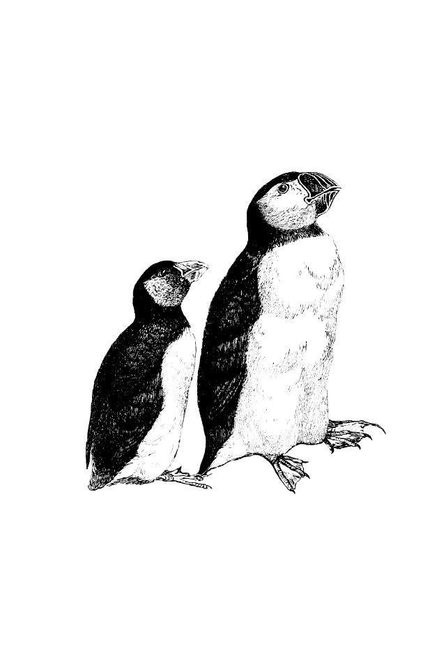 Vintage Victorian style penguins engraving.