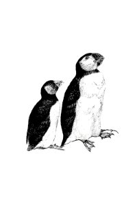 Vintage Victorian style penguins engraving.. Free illustration for personal and commercial use.