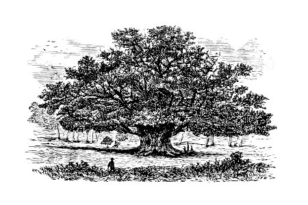 Vintage Victorian style tree engraving.