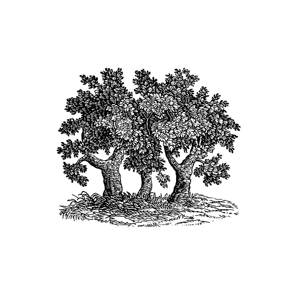 Vintage Victorian style tree engraving.