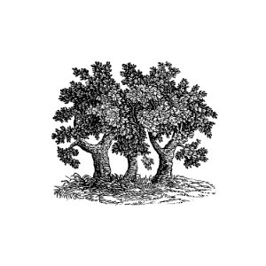 Vintage Victorian style tree engraving.
