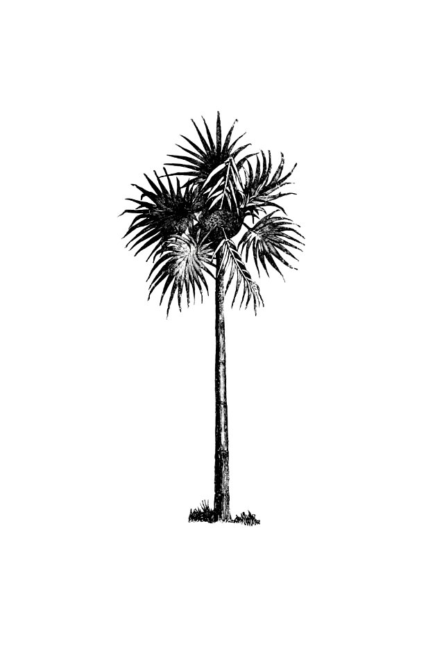 Vintage Victorian style palm tree engraving.