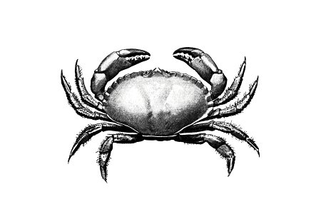 Vintage Victorian style crab engraving.