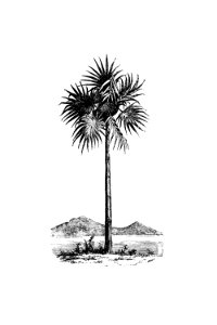 Vintage Victorian style palm tree engraving.. Free illustration for personal and commercial use.