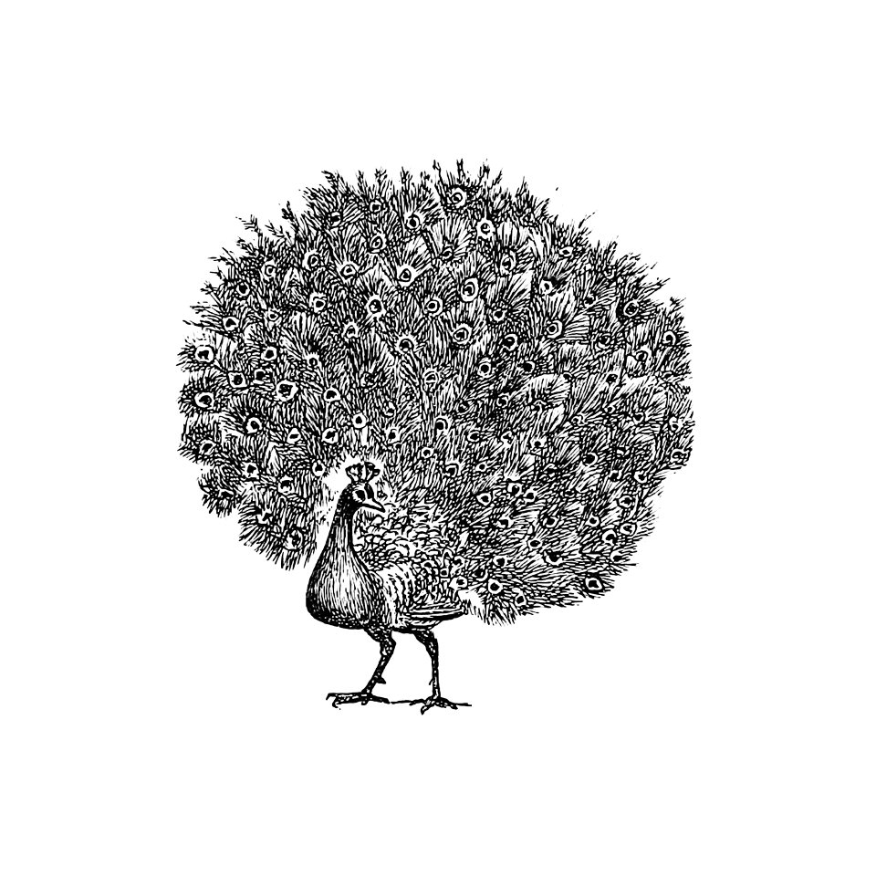 Vintage Victorian style peacock engraving.