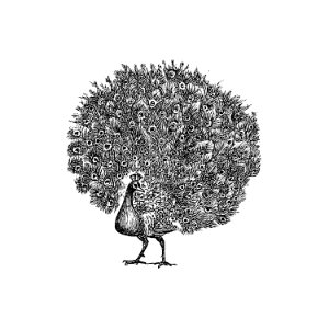Vintage Victorian style peacock engraving.. Free illustration for personal and commercial use.