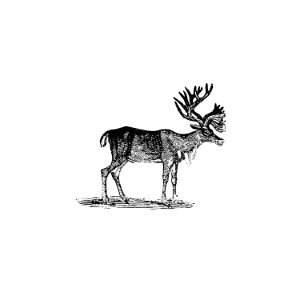Reindeer illustration from The Polar Regions of the Western Continent Explored (1831) by William Joseph Snelling.. Free illustration for personal and commercial use.