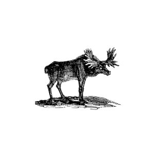 Moose illustration from The Polar Regions of the Western Continent Explored (1831) by William Joseph Snelling.. Free illustration for personal and commercial use.