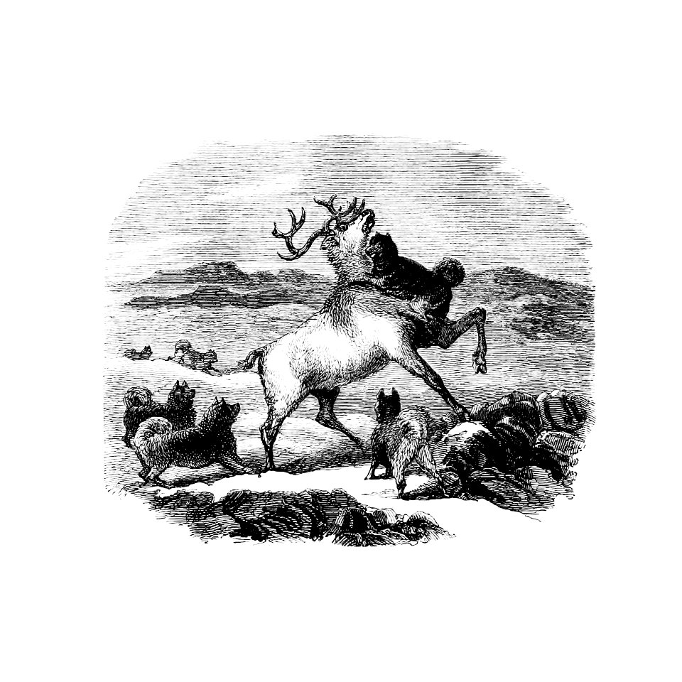 Barbekark dogs hunting the reindeer illustration from Life with the Esquimaux (1864) by Charles Francis Hall.. Free illustration for personal and commercial use.
