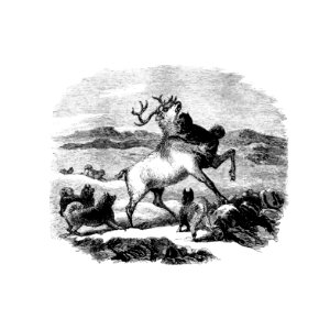 Barbekark dogs hunting the reindeer illustration from Life with the Esquimaux (1864) by Charles Francis Hall.