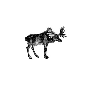 Vintage moose illustration from The Polar Regions of the Western Continent Explored (1831) by William Joseph Snelling.
