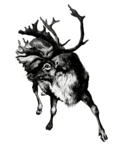 Vintage reindeer etching illustration from Nimrod in the North, or hunting and fishing adventures in the Arctic regions (1885) by Frederick Schwatka.. Free illustration for personal and commercial use.