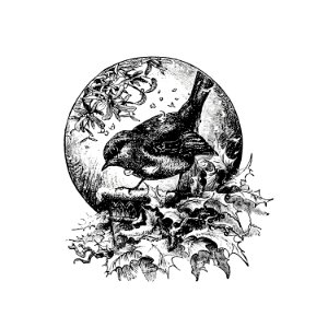 Winter bird illustration from The Child's Book of Poetry. A selection of poems, ballads and hymns (1886) published by R.T.S. London.. Free illustration for personal and commercial use.