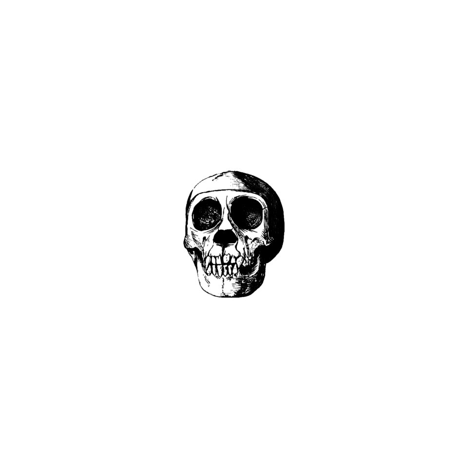 Vintage skull from Voyages and Adventures in Equatorial Africa... French Edition, Revised and Expanded (1863).