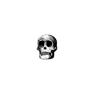 Vintage skull from Voyages and Adventures in Equatorial Africa... French Edition, Revised and Expanded (1863).