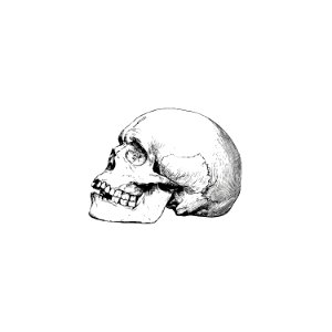 Vintage skull from Voyages and Adventures in Equatorial Africa... French Edition, Revised and Expanded (1863).
