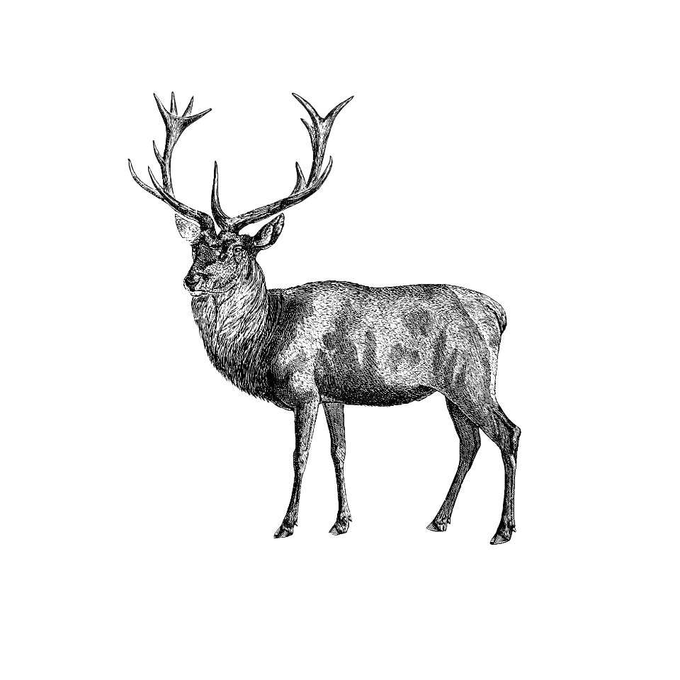 Red deer from A Summer in Norway ... Also, an Account of the Red-Deer, Reindeer and Elk (1875) published by John Dean Caton.. Free illustration for personal and commercial use.