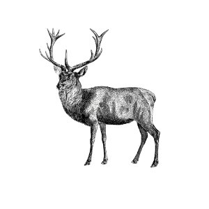 Red deer from A Summer in Norway ... Also, an Account of the Red-Deer, Reindeer and Elk (1875) published by John Dean Caton.