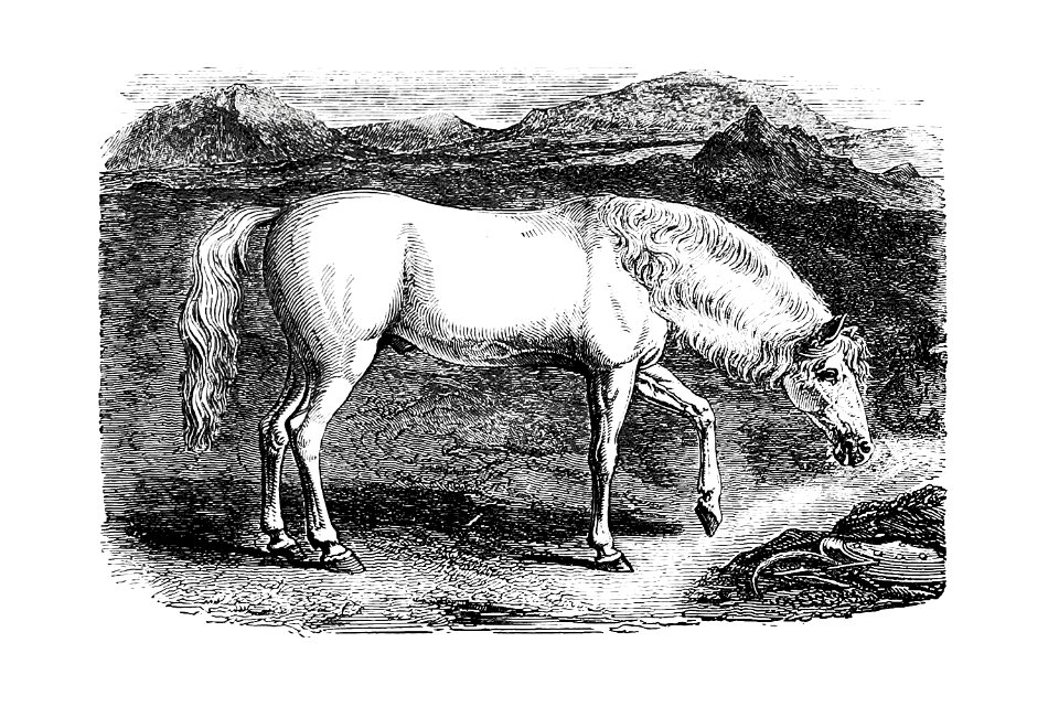 Arabian horse from On the Domesticated Animals of the British Islands: Comprehending the Natural and Economical History of Species and Varieties; the Description of the Properties of External Form; and Observations on the Principles and Practice of Breeding (1845) published by David Low.