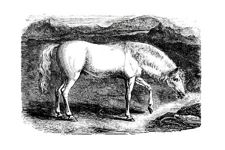 Arabian horse from On the Domesticated Animals of the British Islands: Comprehending the Natural and Economical History of Species and Varieties; the Description of the Properties of External Form; and Observations on the Principles and Practice of Breeding (1845) published by David Low.. Free illustration for personal and commercial use.