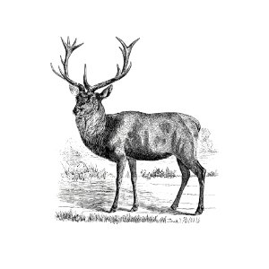 Red deer from A Summer in Norway ... Also, an Account of the Red-Deer, Reindeer and Elk (1875) published by John Dean Caton.. Free illustration for personal and commercial use.