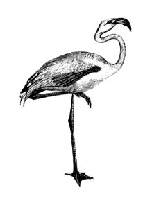 Flamingo from Voyages Dans les Deux Océans Atlantique et Pacifique (1844) published by Eugène Delessert.. Free illustration for personal and commercial use.