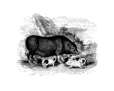 Pig from On the Domesticated Animals of the British Islands: Comprehending the Natural and Economical History of Species and Varieties; the Description of the Properties of External Form; and Observations on the Principles and Practice of Breeding (1845) published by David Low.. Free illustration for personal and commercial use.