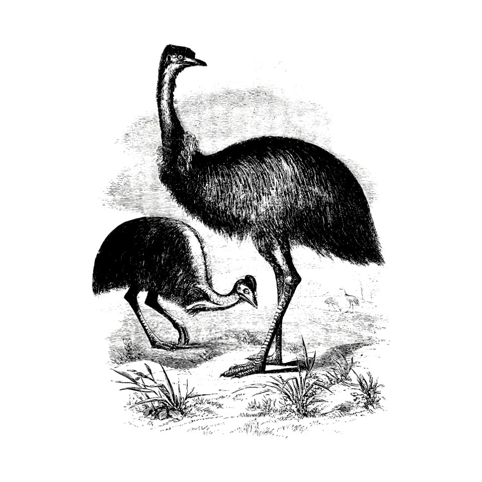 Cassowary from Adventures of a Gold-Digger (1856) published by John Sherer.
