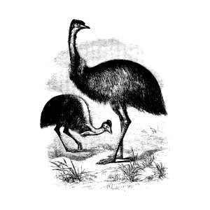 Cassowary from Adventures of a Gold-Digger (1856) published by John Sherer.. Free illustration for personal and commercial use.