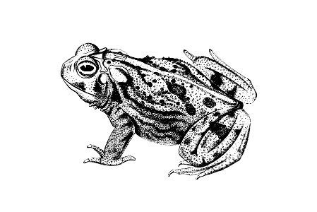 Great Plains toad from Exploration of the Red River of Louisiana (1852) published by Randolph Benton Marcy.. Free illustration for personal and commercial use.
